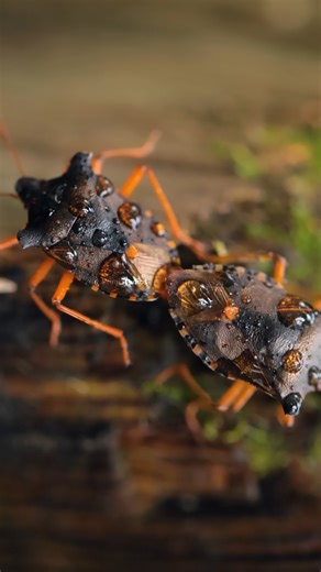 Red-legged Shieldbug cbw9jd #nature #wildlife #insect | Primi Studios