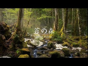 [Moss Forest] A relaxing hike surrounded by moss and virgin forest at Shirakome Pond at the foot ...