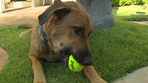 Stranger helps return missing dog to Folsom family after 14 months