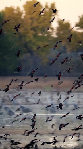 Captivating Red-Winged Blackbirds Flocking in Flight