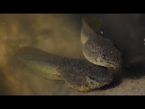 Tadpoles Swimming & Resting Together in Water