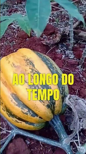 MOGANGO SUL MINEIRO: TRADITIONAL PUMPKIN PRESERVED IN THE FARMS OF MINAS GERAIS #pumpkin #seeds