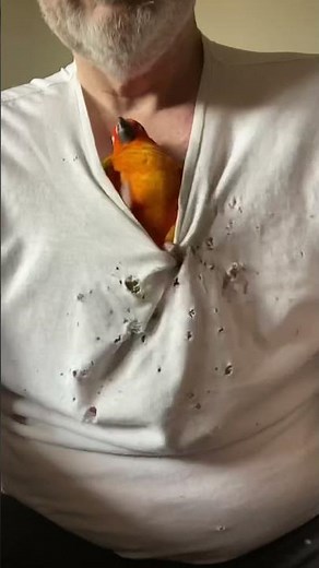 Re-enacting the chest burster scene from Alien