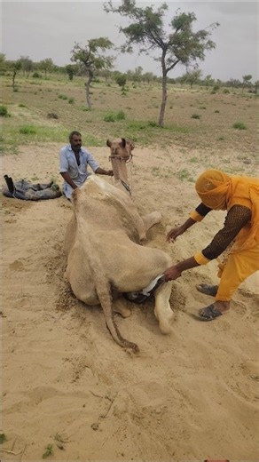 🐪😮 جمل عجوز يرفض السماح لراكب شاب بالصعود | لحظة صحراوية غير متوقعة