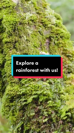 #DidYouKnow we have rainforests in the UK?🌳 Join us as we visit Bovey Valley Woods in Devon and explore a magical place dripping with lichens and mosses✨ Listen to the #WoodlandWalks podcast now on iTunes, Libsyn, or Soundcloud. #woodlandtrust #rainforests #temperaterainforest #podcast #uktravel