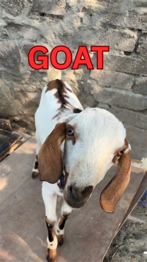 Letter G Fun Song | ABC Alphabet for Babies and Toddlers #abcd #kidssongs #alphabetlearning