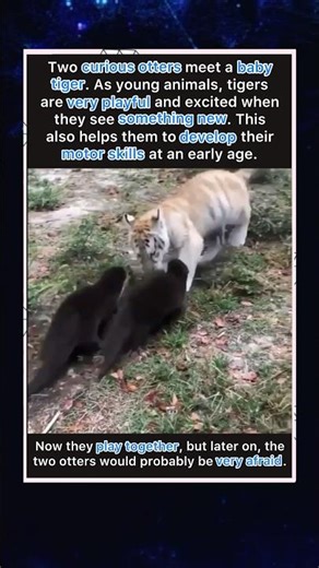 When Otters Meet A Baby Tiger