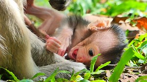 Tiny cute newborn cries loud and scared | hard fall on ground when mama train without hug. | Beautiful life style