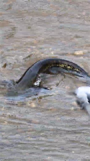 The rare pigeon‑eating catfish ! #catfish #fishing #underwater