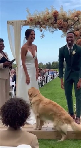 Dog Crashes Wedding and Steals the Show!