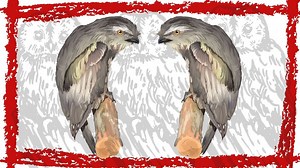 Tawny Frogmouth Call Tawny Frogmouth Sounds Tawny Frogmouth Open Mouth