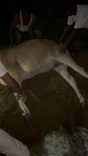 maa 🥺 jaye gau mata 🥺#viral #maa #shortvideo