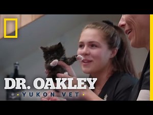 Kittens Galore | Dr. Oakley, Yukon Vet