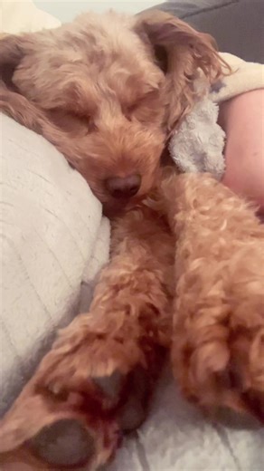 Miss Luna being cute!!! #goodmorning #cockapoo
