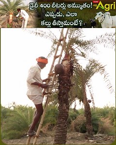 How Toddy Tapping and Collected Method Used in Palm Trees. Eethavanam Eetha Kallu, Toddy, Neera Kallu. What is Palm Toddy? Eethavanam is Famous for Fresh and Pure Palm Wine, Toddy, and Neera. Eetha Chettu, Palm Trees Cultivation in 10 Acres Full Information by Vishweswar, Ethavanam, Velimela Village, Telaprolu, Financial District. #ToneAgri #EethaKallu #Toddy #Neera #ToddyTapping #ToddyCollectedFromPalmTrees #PalmWine #Eethavanam #EethaChettuFarming #PalmTreesFarming #EethaKallu #NeeraKallu #Eet