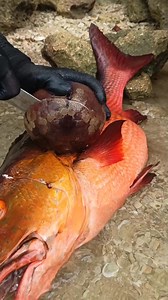 13M views · 61K reactions | fresh sea creatures sand dollar | Jor Trip TV | Facebook