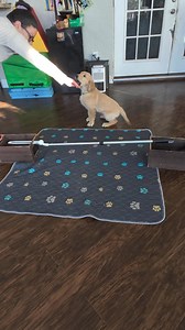 2.1K views · 49 reactions | Fred  ✨Trick: Jump ✨ Our first time...