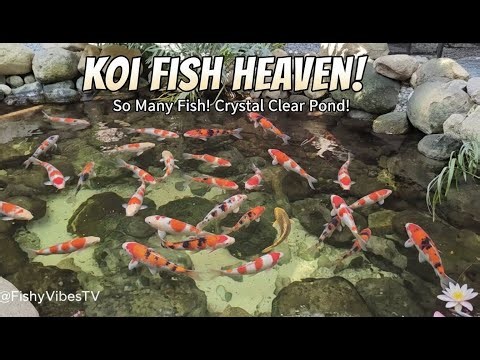 10 Minute Calming Koi Aquarium Ambience – 4K Peaceful Pond Sounds