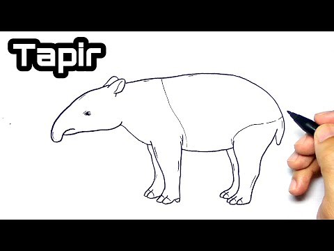 How to draw a tapir step by step