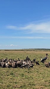 The environmental cleaners. | Maurice Tirason Tira