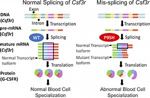 Targeted isoform-specific analysis of Csf3r alternative splicing in splicing factor mutant myeloid cells