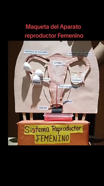 Maqueta Interactiva del Aparato Reproductor Femenino