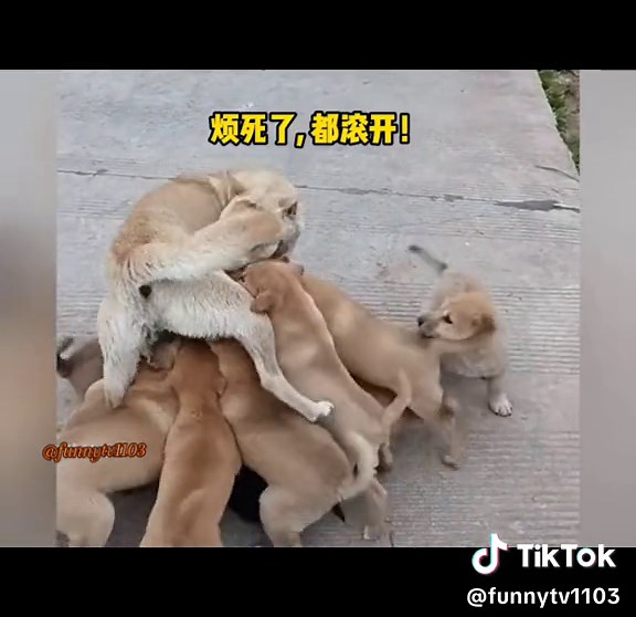Dog: How can you not be crazy when you take care of a baby? #petsoftiktok #dogs #pet #funnyanimals #funnyvideos #funny #funnydogs #funnypets #foryoupage