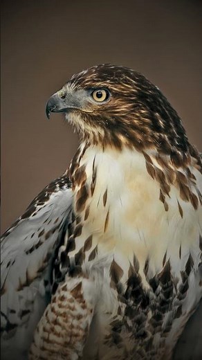 🦅 Red-tailed Hawk Facts showcase soaring raptors hunting prey in nature.#RedTailedHawk