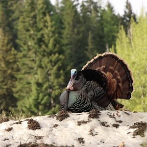 1.1K views · 42 reactions | Download GOHUNT Maps today for your next turkey hunt. Reference public and private land boundaries, stay organized with customizable turkey waypoints, and pin point gobbles with our rangefinder tool. Find more success this turkey season with GOHUNT. | GOHUNT | Facebook