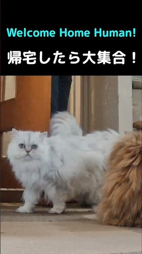 帰宅したら全員集合してくれる猫たち💖#猫 #ペルシャ猫 #猫動画 #猫ショート #かわいい猫 #癒し #猫のいる暮らし #ふわふわ猫 #多頭飼い #お出迎え猫