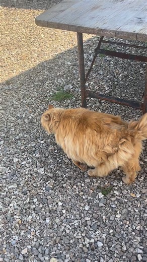 Tried to do this trend with the famous River Cottage cat, Marmaduke, but he completely missed the brief (or just didn’t want to…) He was meant to walk towards us… instead he just kept walking away. Enjoy his sassy walk to the beat! 🐾 | River Cottage