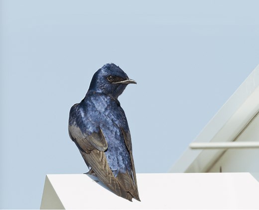 Identify and Attract a Purple Martin