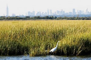 Jamaica Bay Wildlife Refuge - Alchetron, the free social encyclopedia