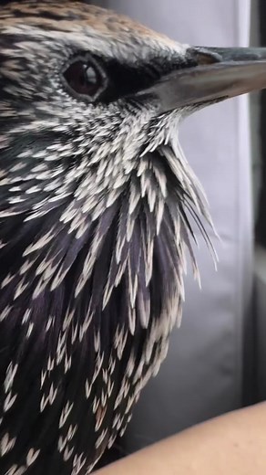 European Starling Singing Up Close | Bird Sounds Compilation