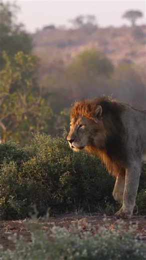 Golden Hour With A Magnificent Male Lion In Botswana! 🦁 #Shorts