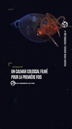 🎥 Un calmar colossal filmé pour la première fois dans son habitat naturel ! Repéré à 600 mètres de profondeur près des îles Sandwich du Sud, ce jeune Mesonychoteuthis hamiltoni n’avait jamais été observé vivant jusqu’ici. 👉 Une première mondiale fascinante à découvrir dans cette vidéo ! | GEO France