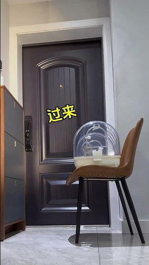 原来小鸟也会急眼#鹦鹉 #萌宠 #parrot #pets #搞笑 #cute #animals #birds #治愈#shorts