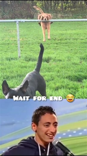 The last one got me 😂🐶#AnimalFails#FunnyAnimals#PetsFail#FunnyPets#DogFails#Viral#Shorts#Comedy#USA