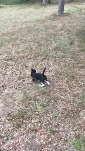 11 reactions | 8 month old pointer is already showing his pedigree. Incredible bird hunting Instinct. | Patrick Taylor | Facebook