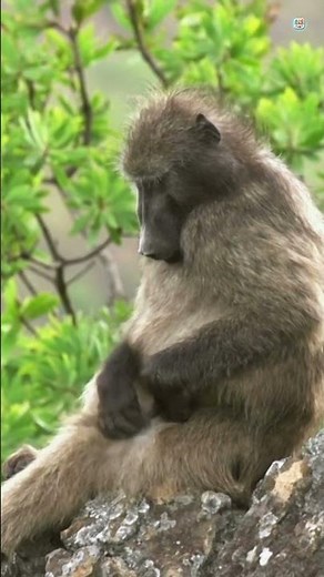 Life of Baboons: Unveiling the Secrets of Intelligent Monkeys’ Lives