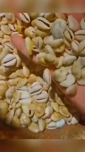 The Insane History of Futi Kaudi - The Ultimate Cheater #rupaya