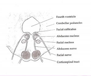 Pontine tegmentum - Alchetron, The Free Social Encyclopedia