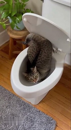 Cat vs Toilet: Funniest Fails Ever! 😂🐱