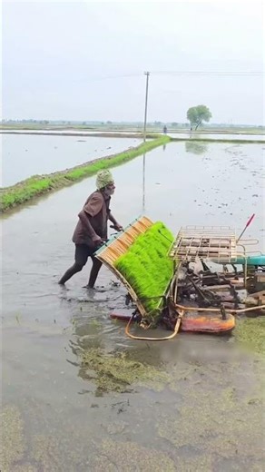 Modern rice transplanting machine – the new choice of farmers! 🌾🚜 #farming #rice