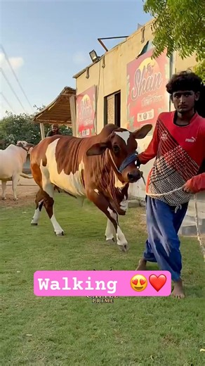 Karachi Cow Mandi | Malir Mandi | Multan Mandi #cowmandi #cow #bull #bullfarm #cow