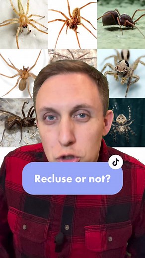 Do you know what a brown recluse spider looks like? 🕷️ #spider #brownrecluse #recluseornot #entomology #arachnology #bug #fyp