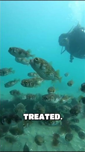 Pufferfish are toxic, yet people still eat them