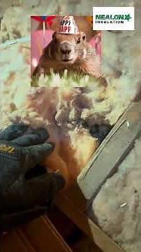 Signs Your Attic Insulation Needs to Be Replaced