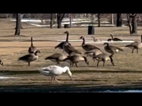 The Sound of Nature: Hundreds of Geese Quacking Together