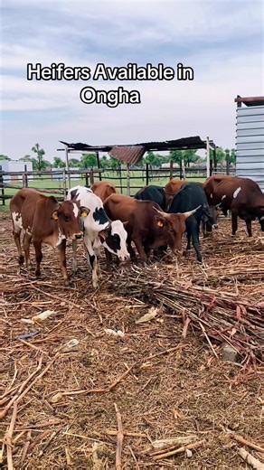 Heifers for Sale in Ongha, Namibia